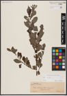 Foto von Salix aurita L.